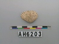 藏品(血蚶)的圖片